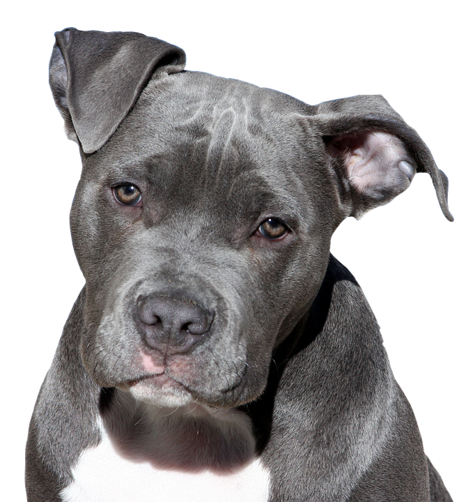 Pit Bull Colors In All Their Variations Dogs Love Us More