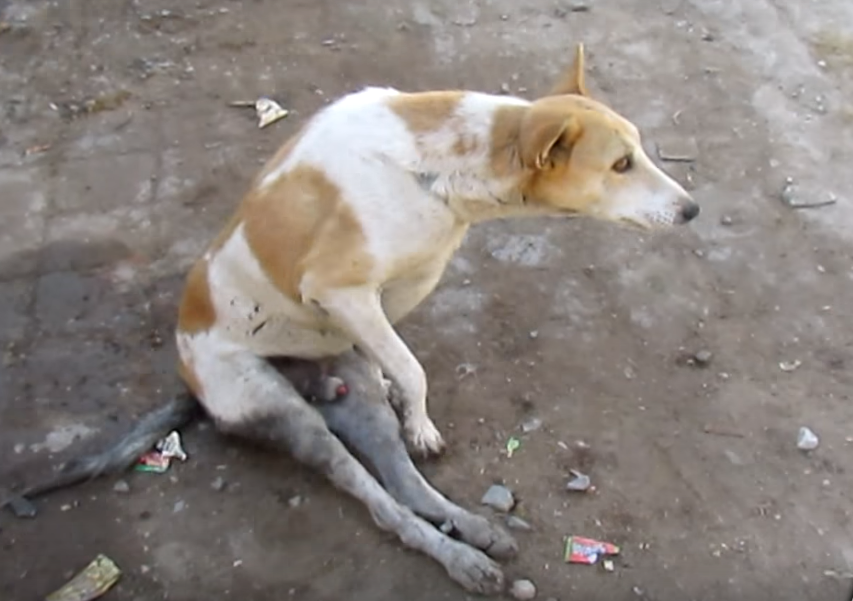 Paralyzed from waist down Recovery of a Street Dog