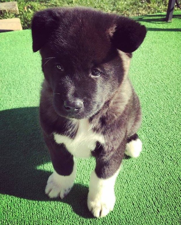 an akita