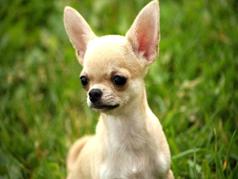 How owners should take care of their ShortHaired Chihuahua?