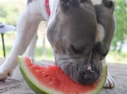 10 Healthy Fruits for Dogs