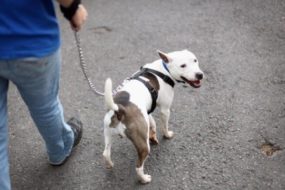 Amazing Pit Bull Rescue Stories