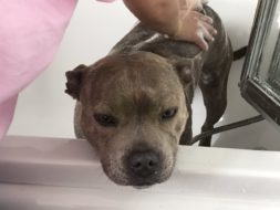 How to Bathe Your Pit Bull