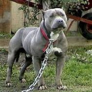 Safely Tethering Pit Bulls