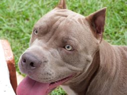 Support the Pit Bull Breed
