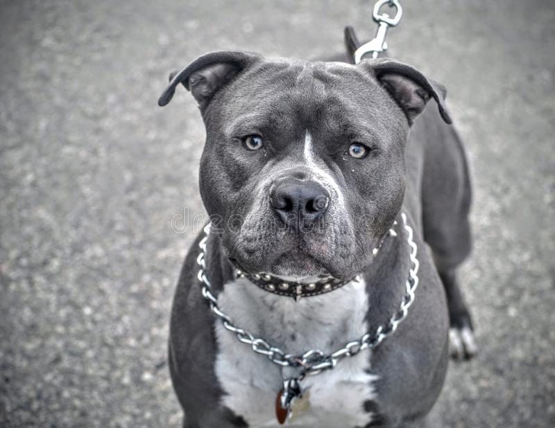 pitbull on chain