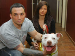 Life Saving Heroic Pit Bulls