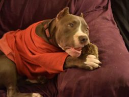 How to Stop Your Dog’s Unwanted Chewing