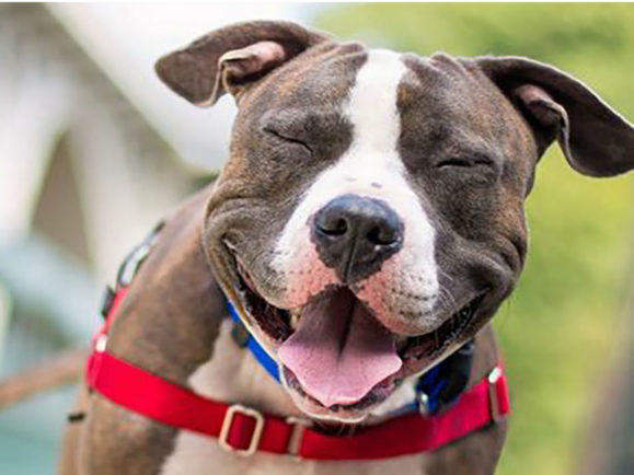 Pit Bull