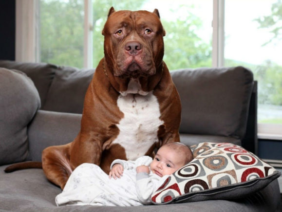 Five Less Known Facts about American Pit Bull Terriers