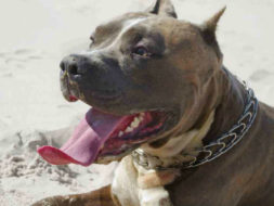 Preventing Heat Exhaustion in Pit Bulls