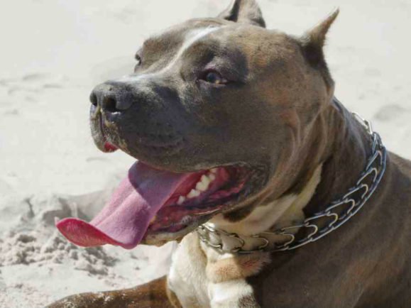 Preventing Heat Exhaustion in Pit Bulls