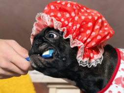 Interesting Facts about Your Dog’s Teeth