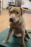 Things to Do if Your Dog is in Pain