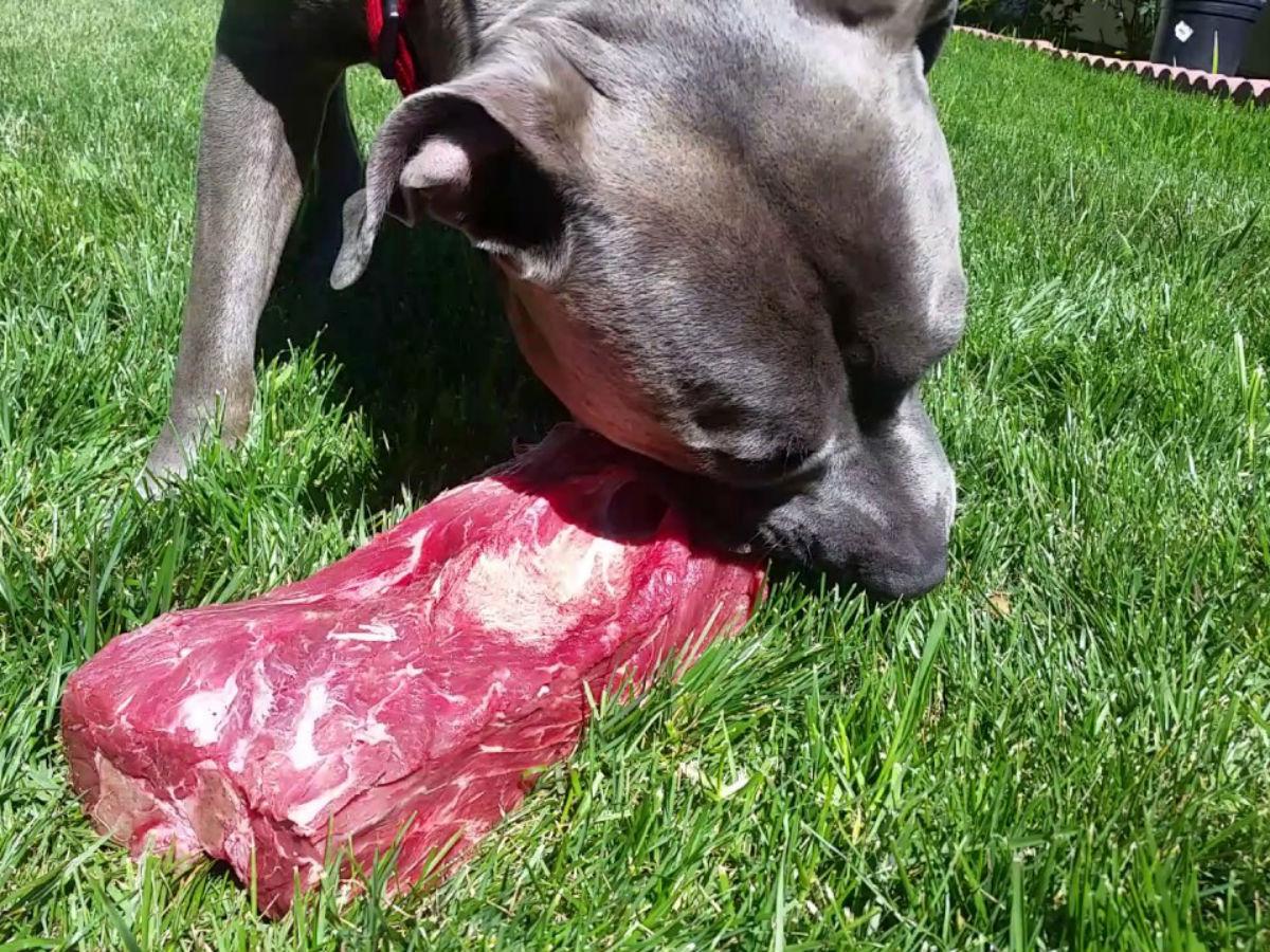 feeding pitbull raw meat