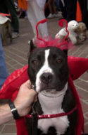 Life Saving Heroic Pit Bulls