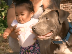 Heroic Pit Bull Puppy Saves a Baby from a House Fire