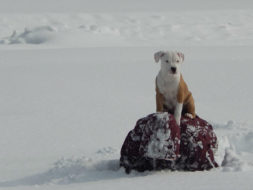 Why Pit Bulls Get Cold in the Winter?