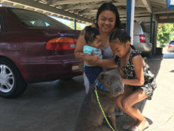 Heroic Pit Bull Puppy Saves a Baby from a House Fire