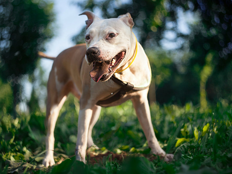 Housing Your Pit Bull Dogs Love Us More