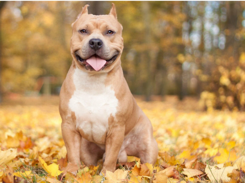 Pit Bull ownership ― Pros and Cons - Dogs Love Us More