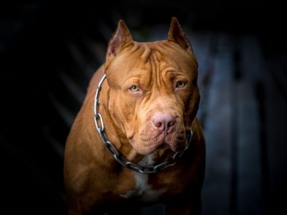 Pit bull