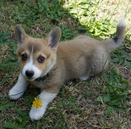 Pembroke Welsh Corgi