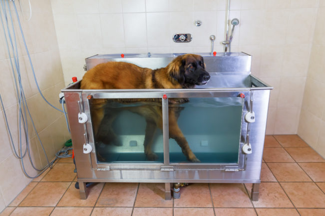 Dog in Hydrotherapy Station, exercising limbs and muscles.