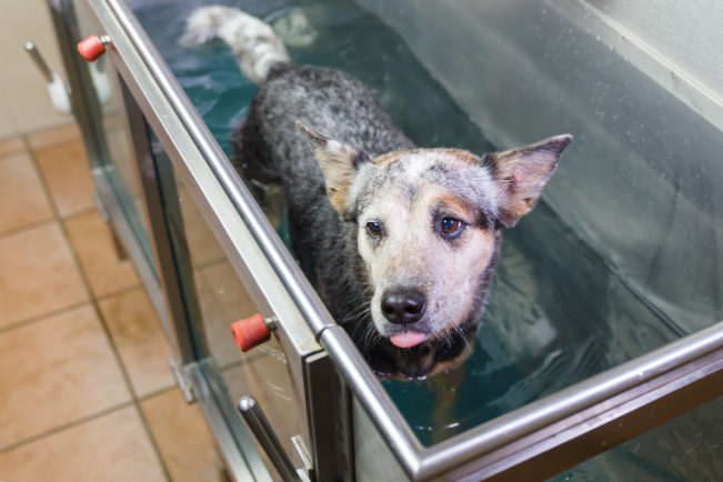 An Australian Cattledog in a hydrotherapy station