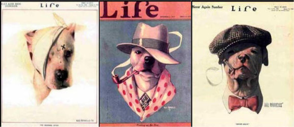Pit Bull on the cover of Life Magazine