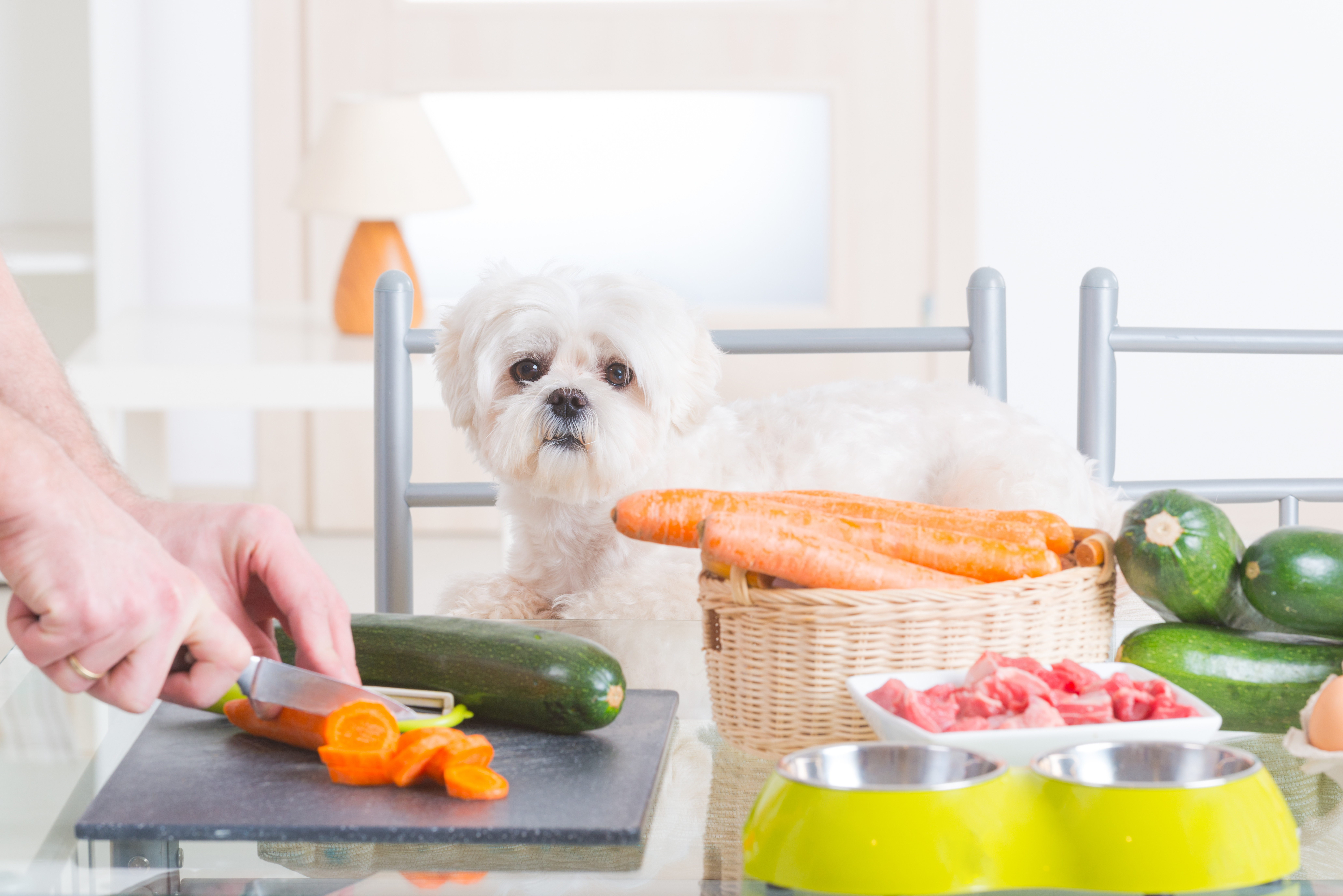 feeding-dog-veggies.jpg
