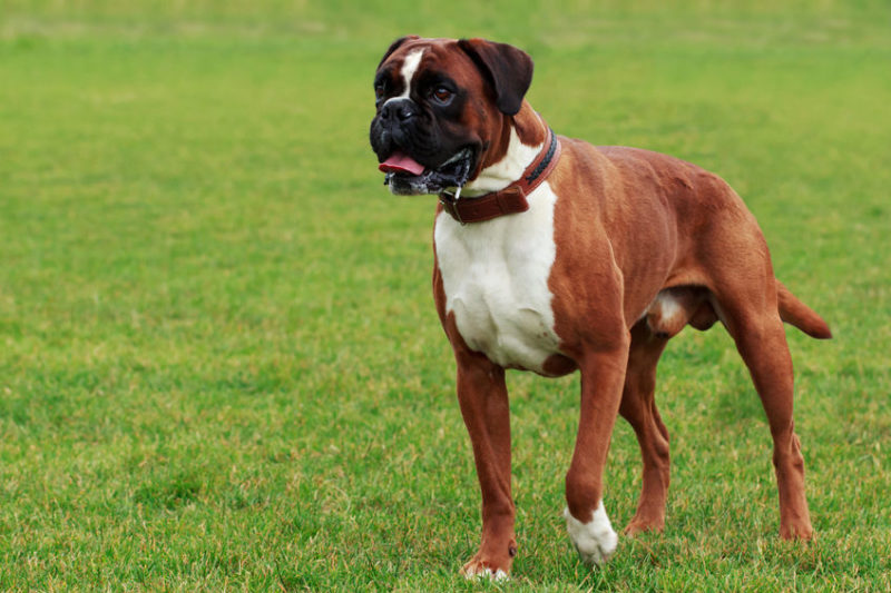 The Boxer - Dogs Love Us More