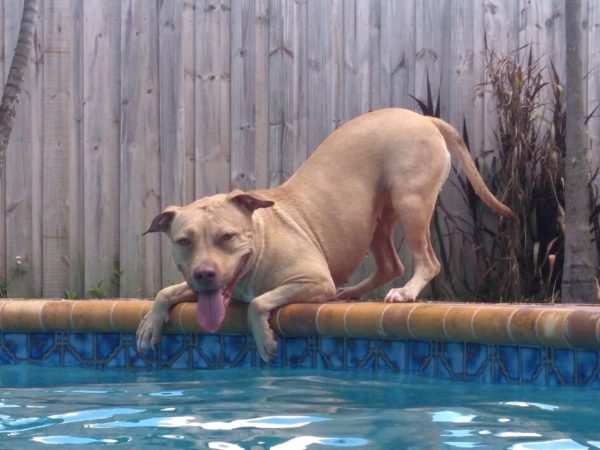 Can Pit Bulls Swim? What You Need to Know