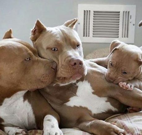 bulls pitbulls filhotes minsculos amstaff pitties moods instantly