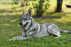 saarloos wolfdog shy