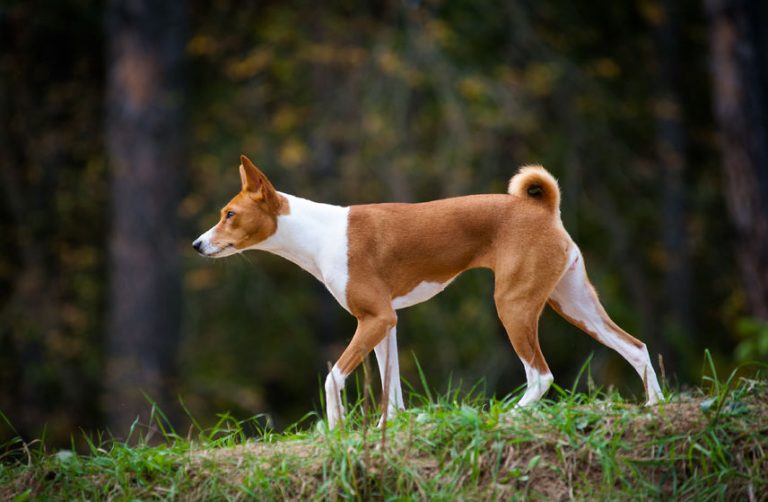 The Basenji - Dogs Love Us More