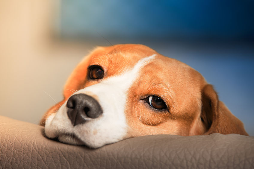How to help a depressed dog - Dogs Love Us More