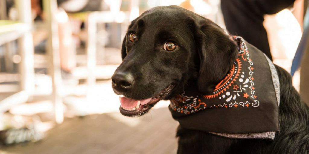 13 Awesome DogFriendly Patios in MinneapolisSt. Paul Dogs Love Us More