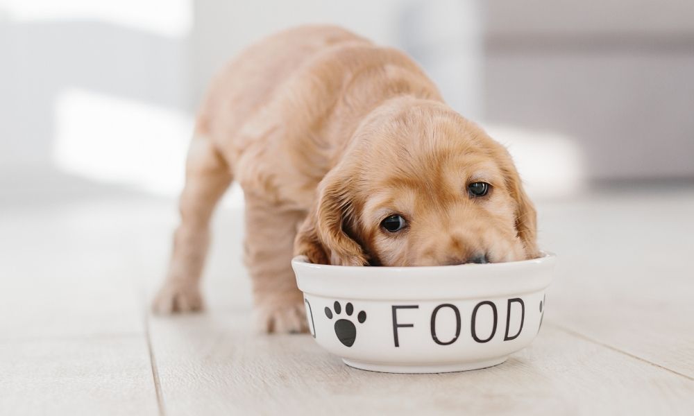 Everything To Consider Before Adopting a Puppy