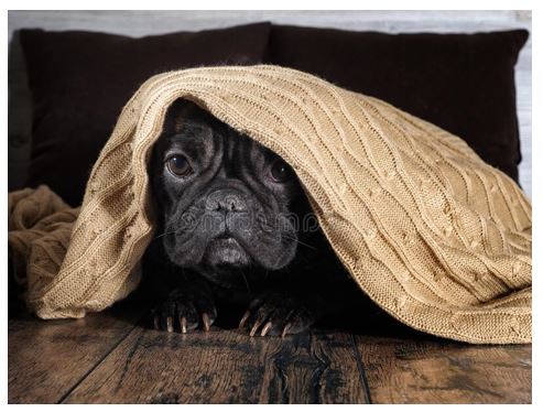 black french bull dog puppy peaking out from under a blanket 