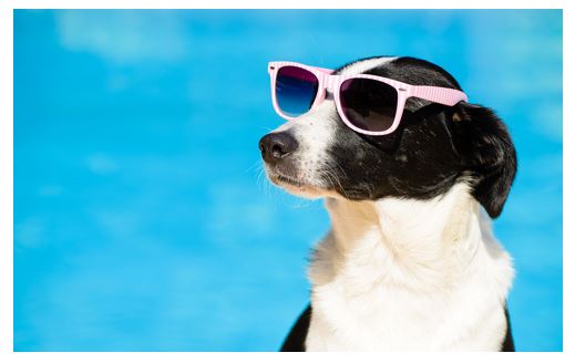 close up of cute black and white dog wearing pin sunglasses
