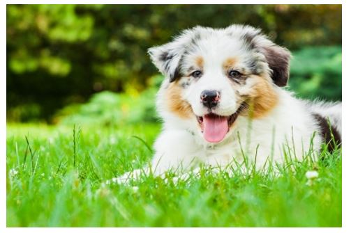 multi colored collie puppy laying the grass