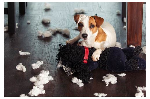 small dog with distroyed stuffed animal