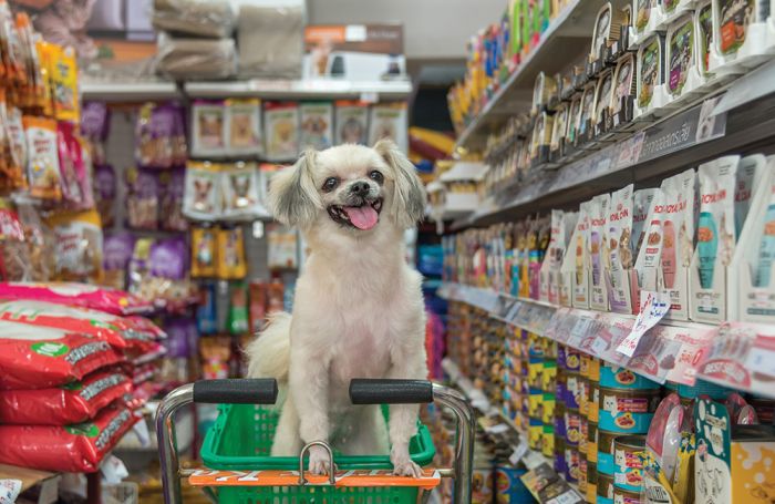 dog in supermarket cart