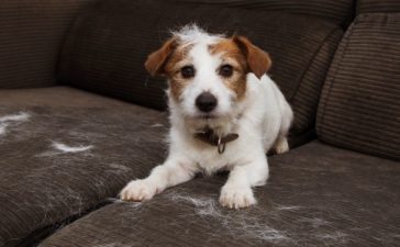 Ways To Protect Your Furniture From Dogs