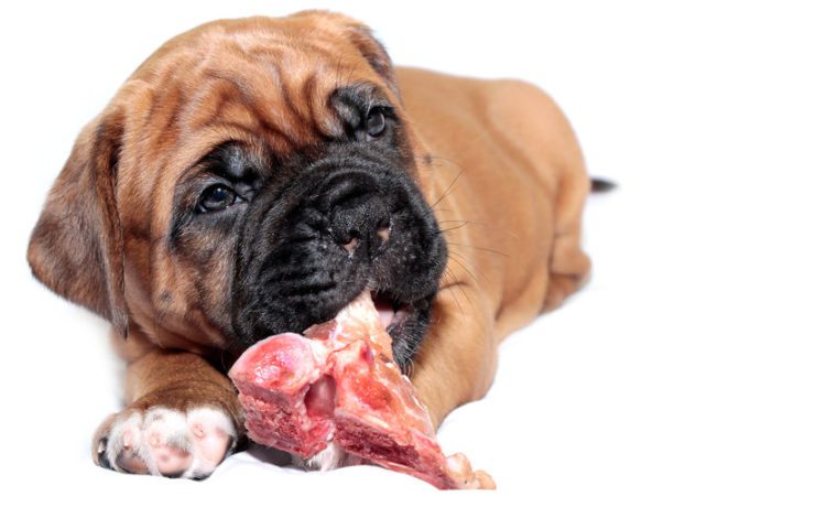 puppy eating raw beef