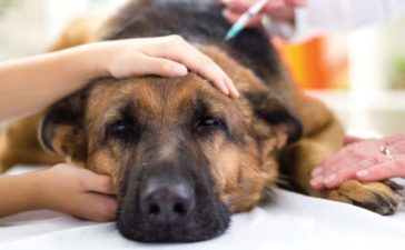 What To Know About Aflatoxin Poisoning in Dogs