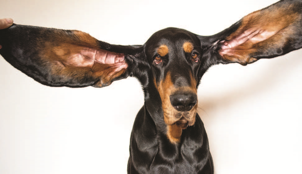 New World Record for Longest Ears Dogster Dogs Love Us More