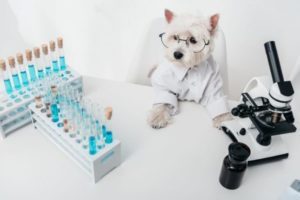 dog dress as lab researcher