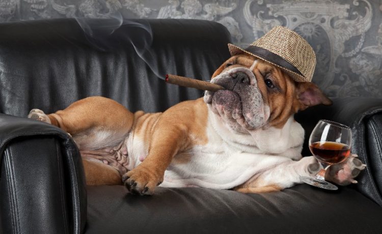 bulldog dressed as gangster with cigar and hat in a leather chair with a glass of brandy